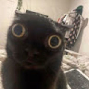 Meet your Posher, Forest